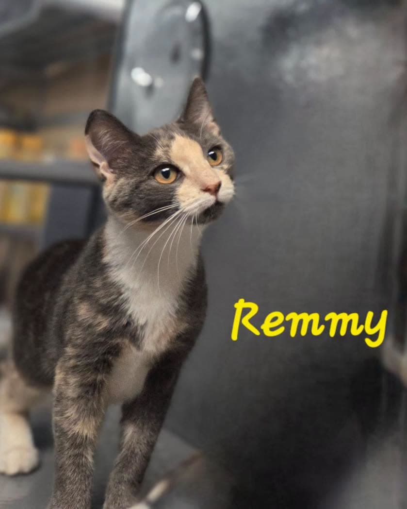Remmy - Dilute Calico