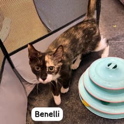 Benelli image 1