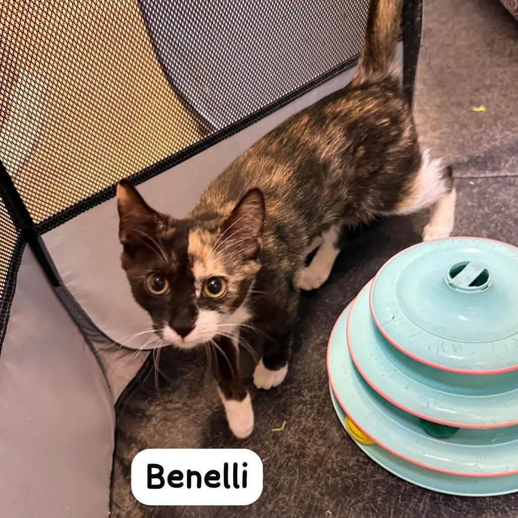 Benelli - Tortoiseshell