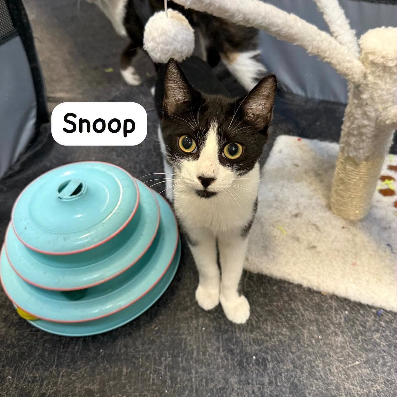 Snoop - Tuxedo