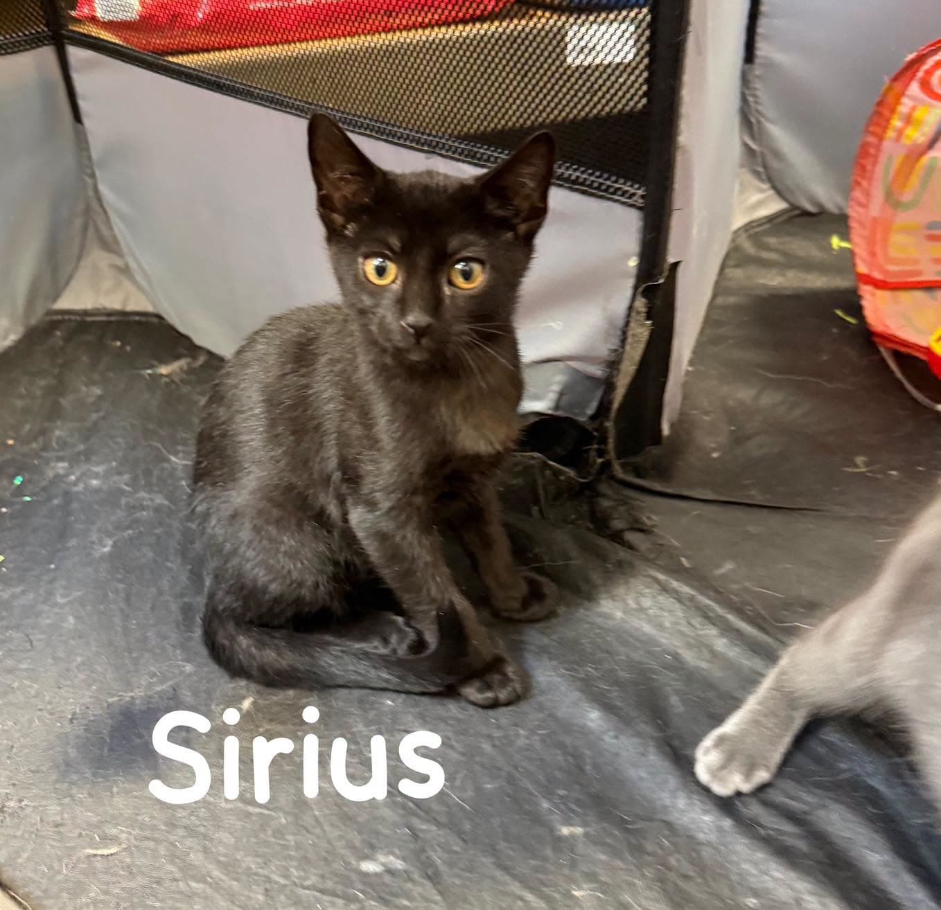 Sirius - Domestic Short Hair