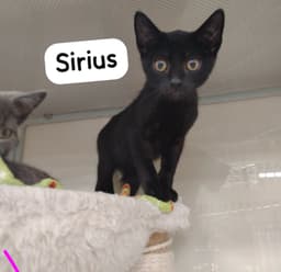 Sirius image 2