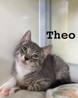 Theo image 1