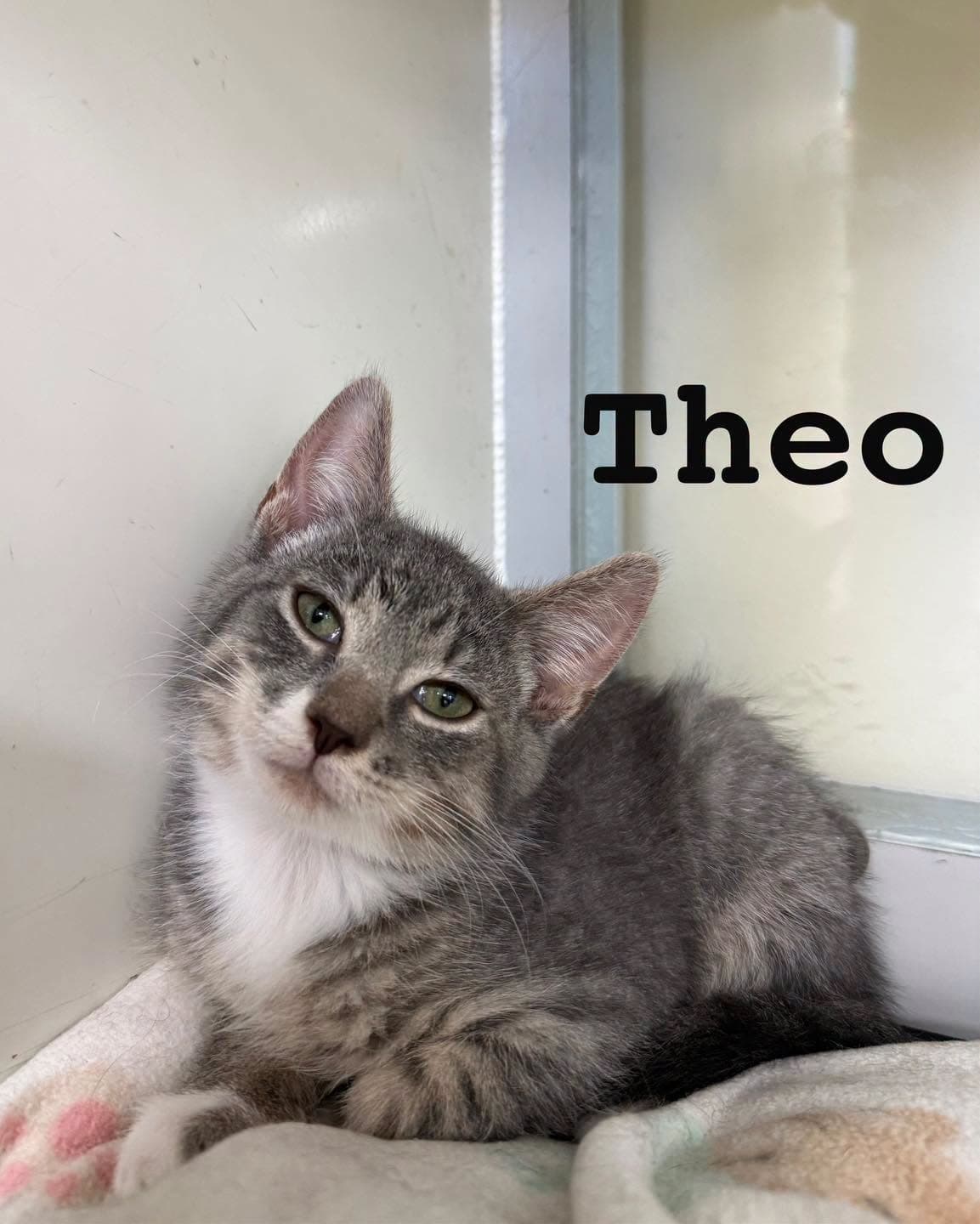 Theo - Domestic Short Hair