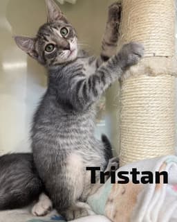 Tristan image 1