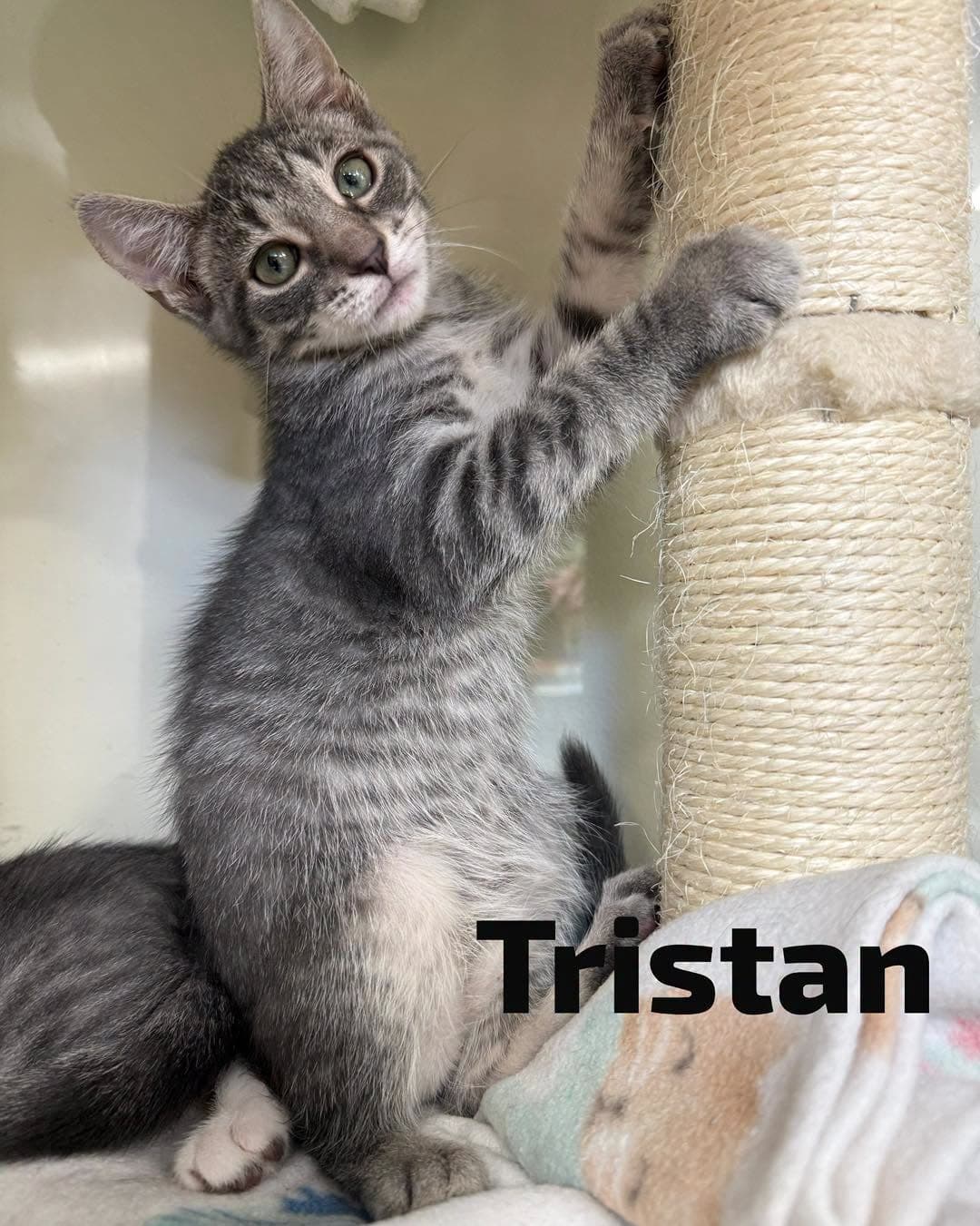 Tristan - Domestic Short Hair