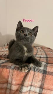 Pepper image 2