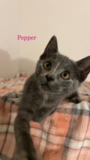 Pepper image 1