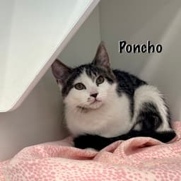 Poncho image 1