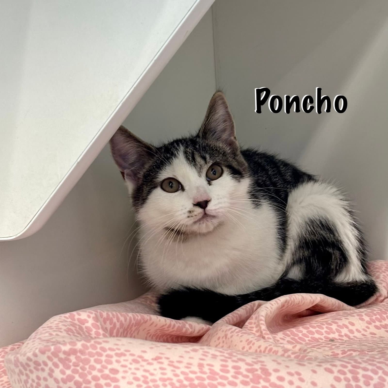 Poncho - Domestic Short Hair