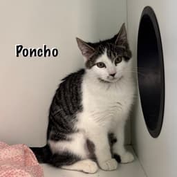 Poncho image 2