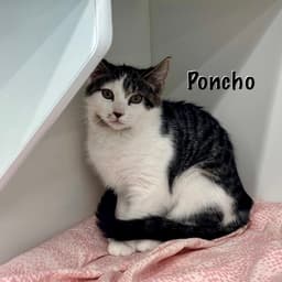 Poncho image 3