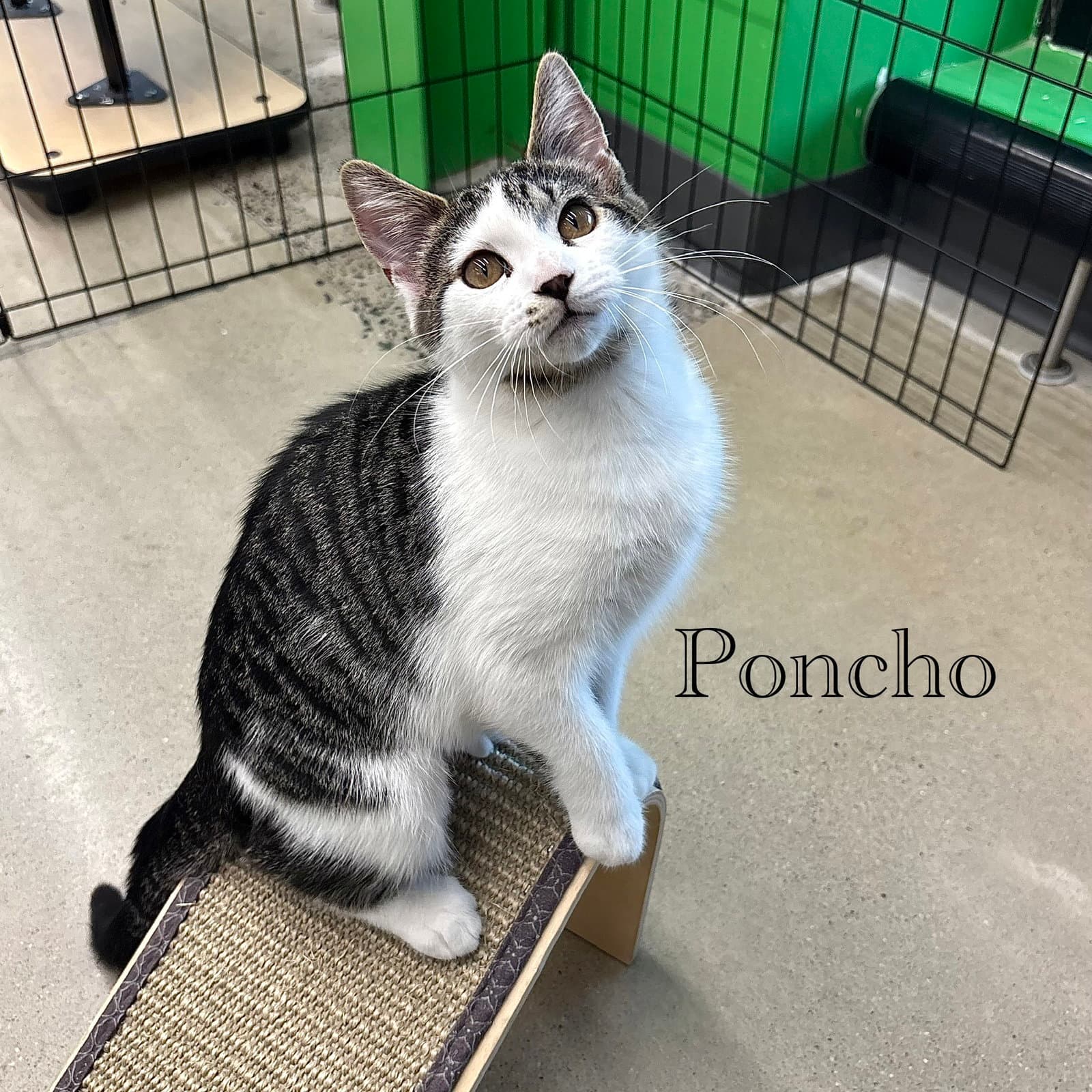 Poncho - Domestic Short Hair