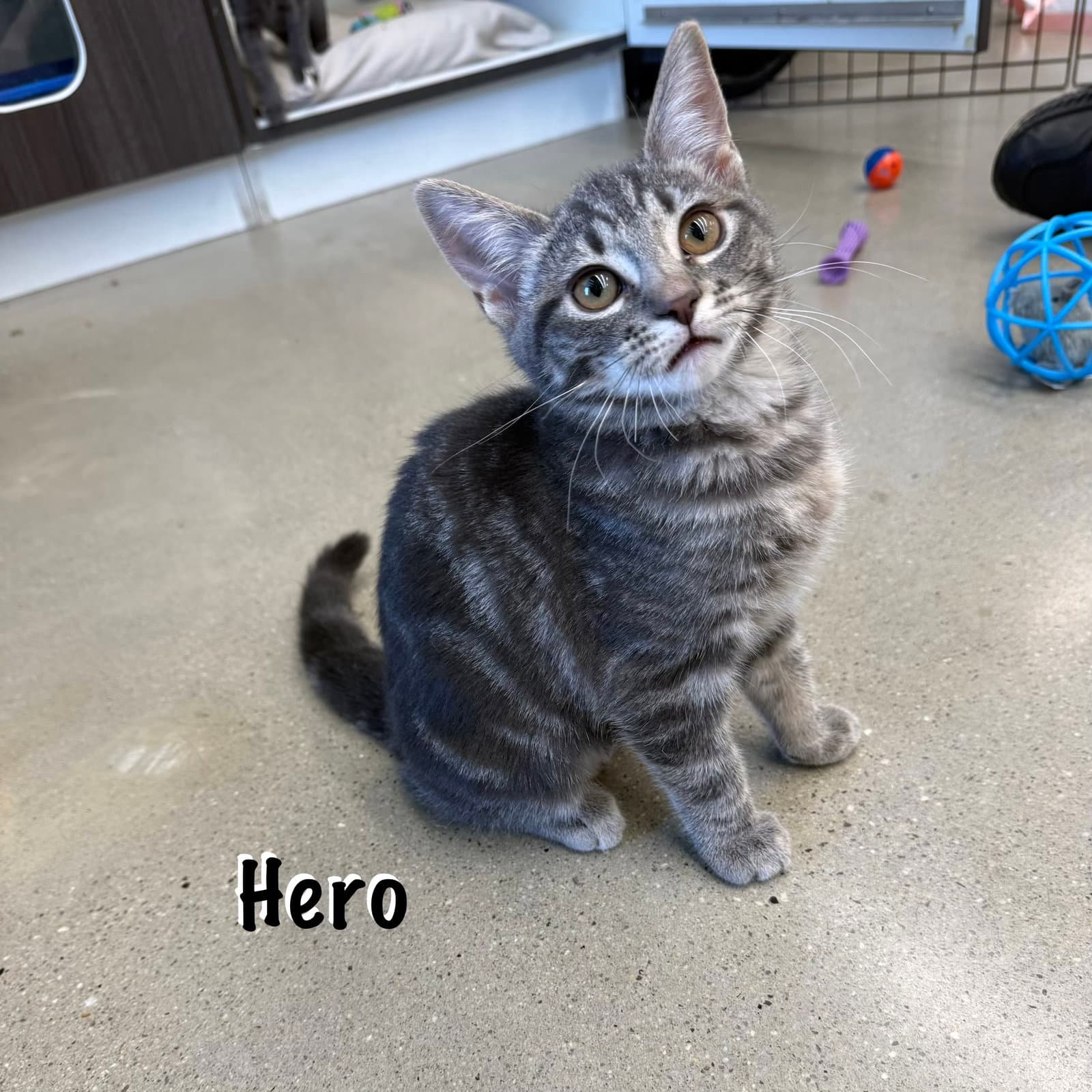 Hero - Domestic Short Hair