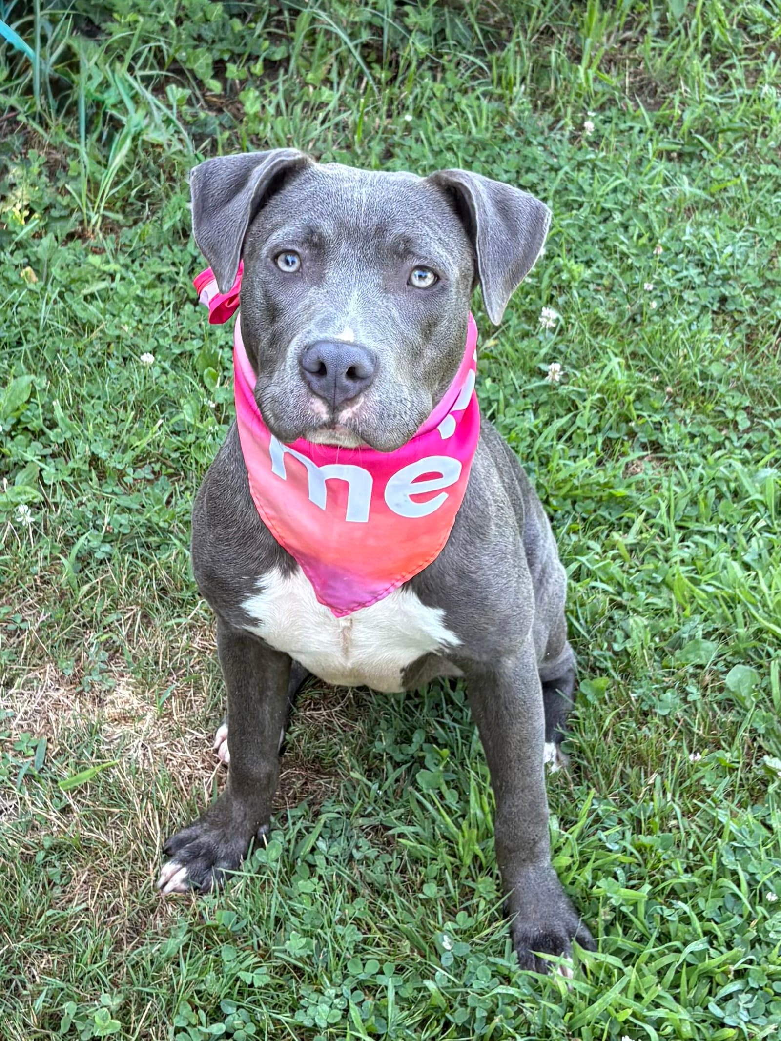 Lila - American Pit Bull Terrier
