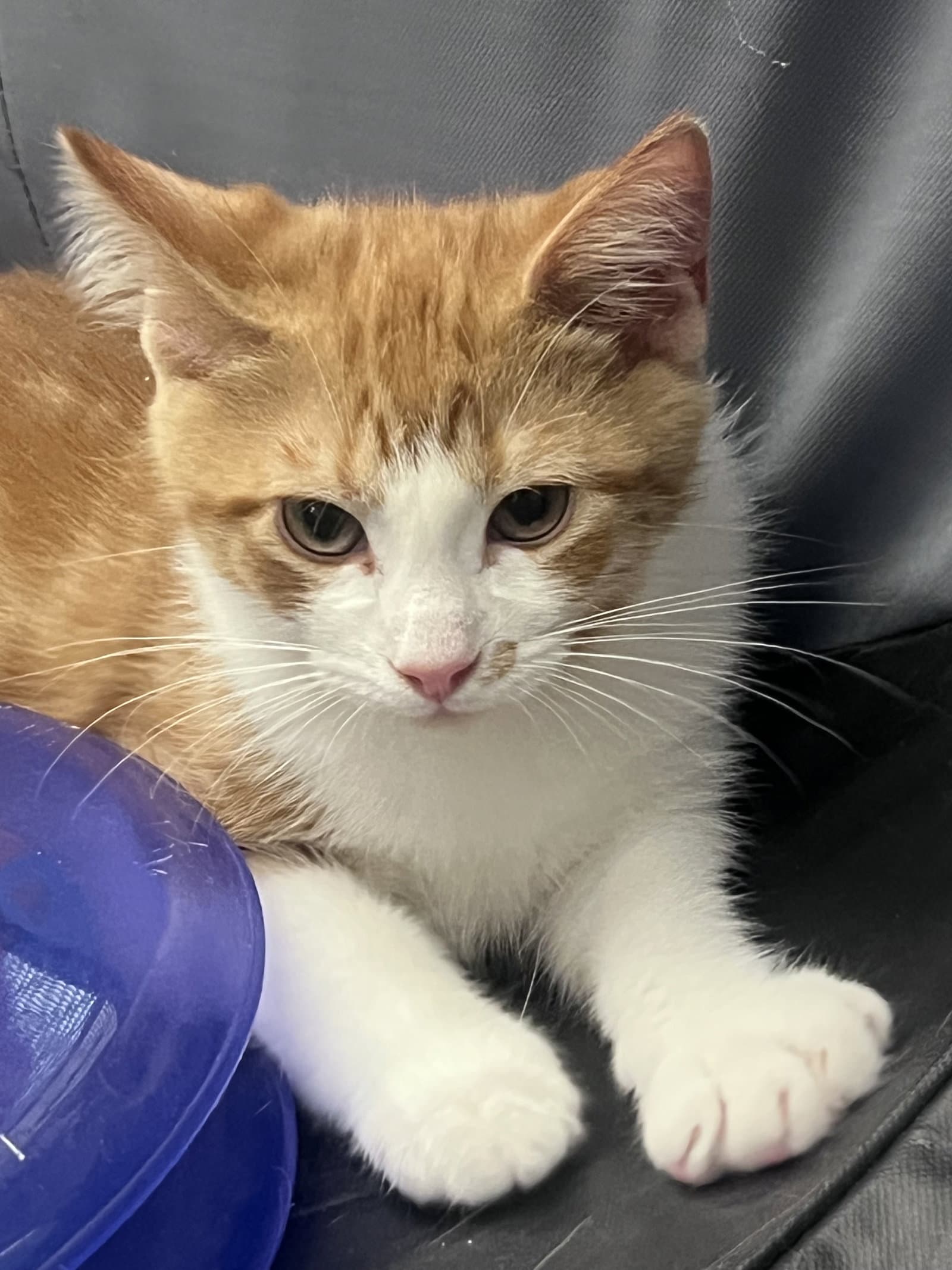 Butter - Domestic Short Hair
