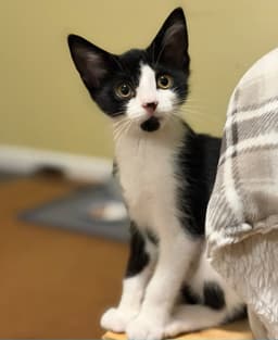 Mollie image 1