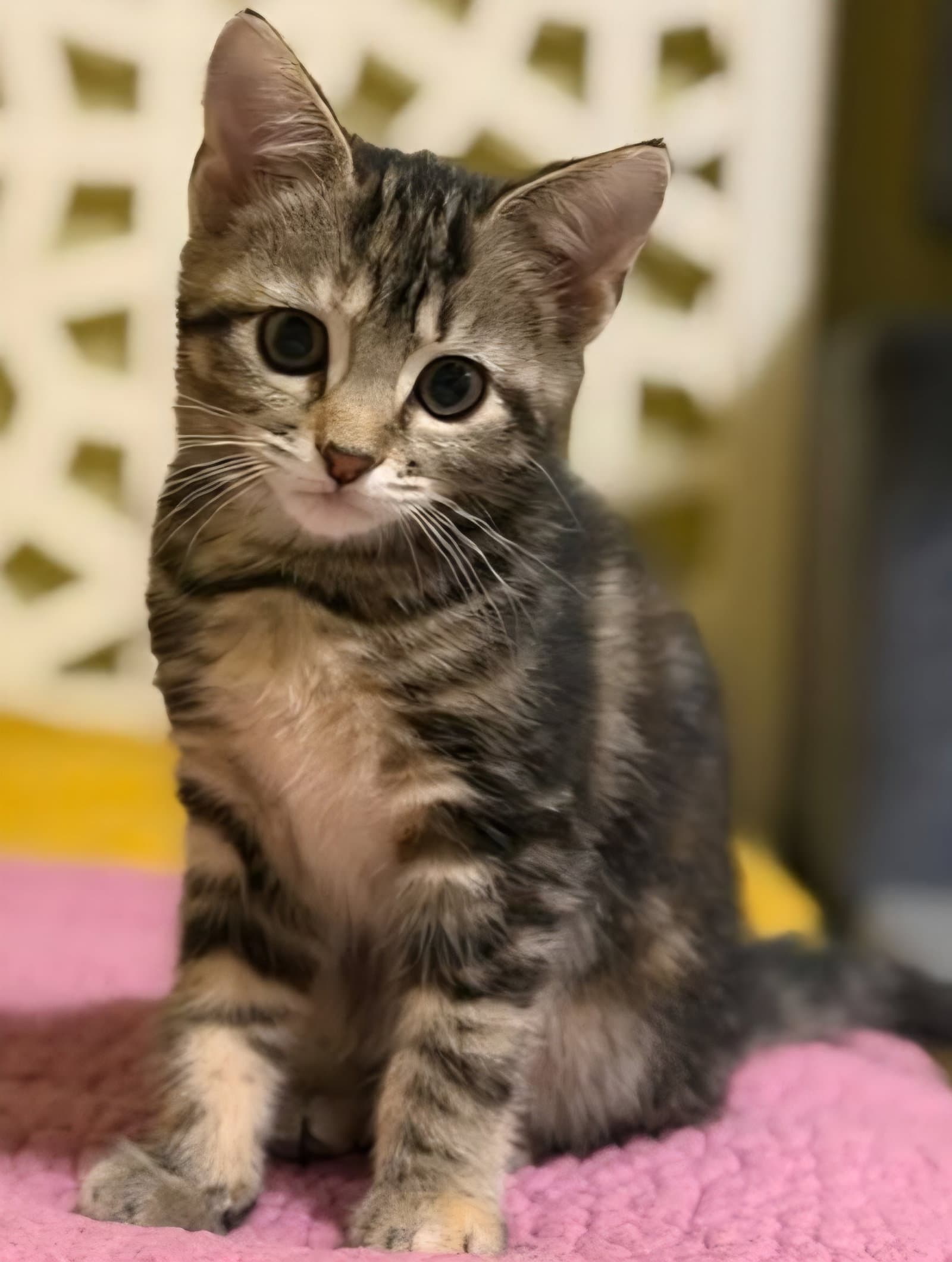 Daisy - Domestic Short Hair
