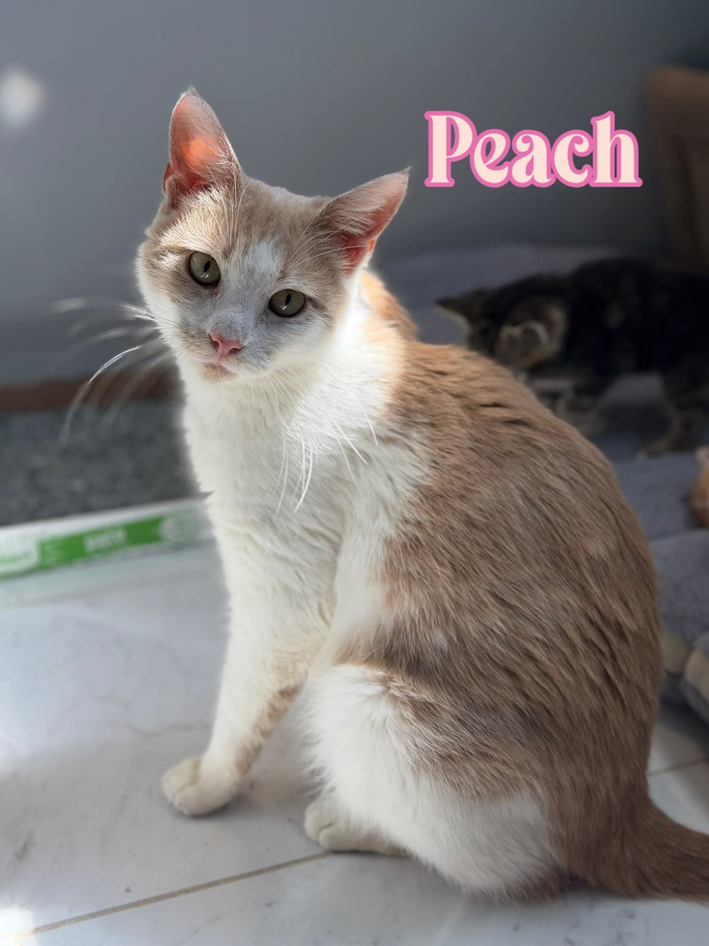 Peach - Domestic Short Hair