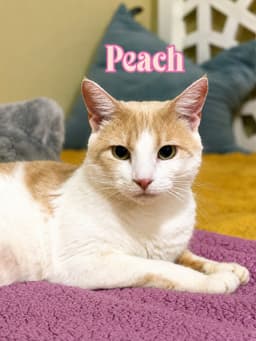 Peach image 2