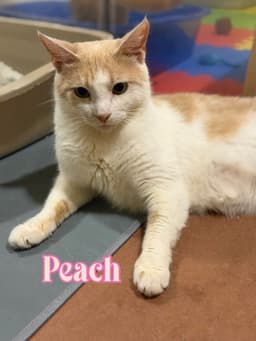 Peach image 3