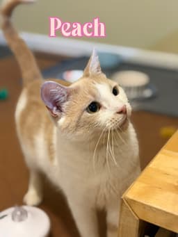 Peach image 4