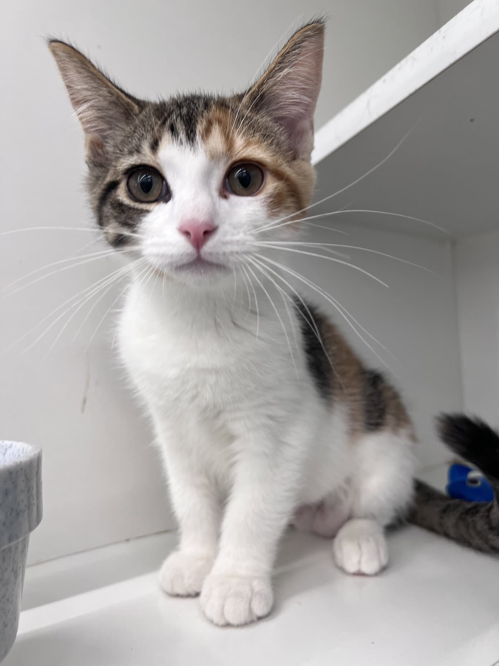 Penny - Domestic Short Hair