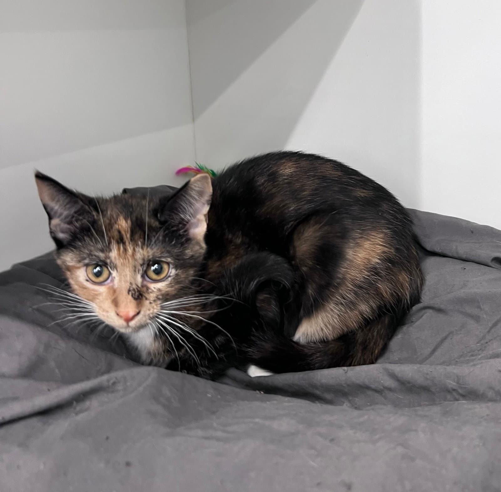 Shady - Domestic Short Hair