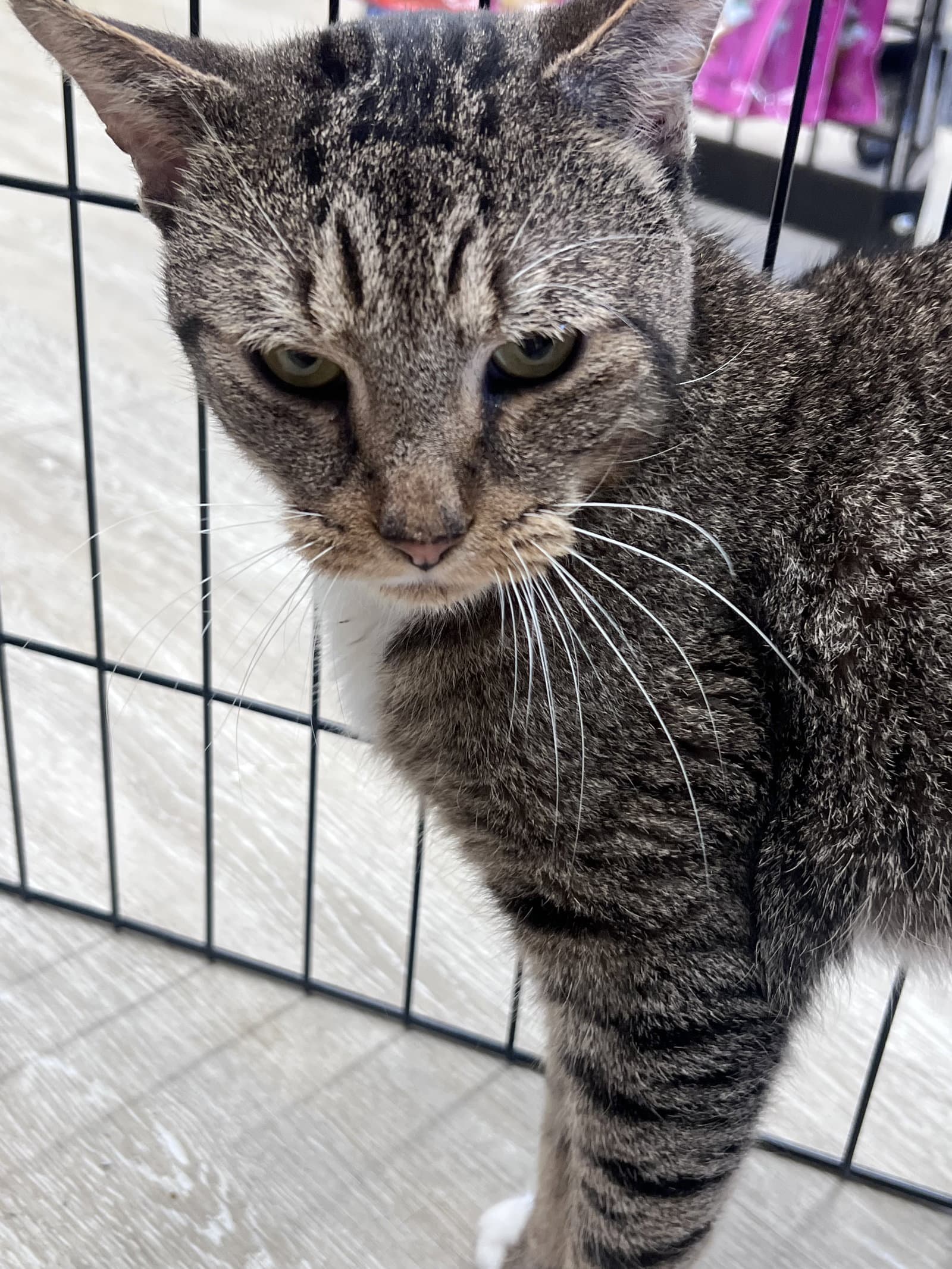 Prince - Domestic Short Hair
