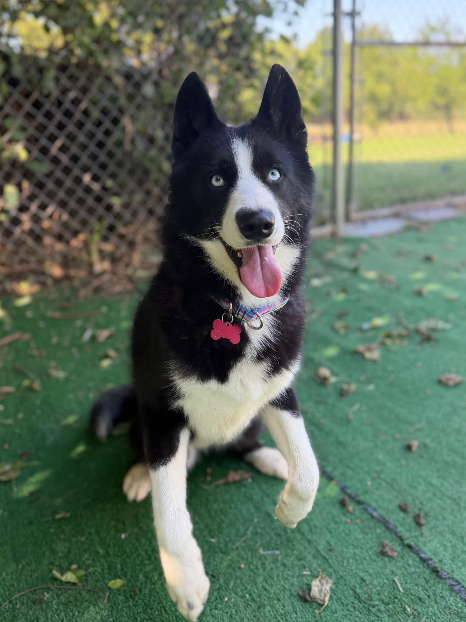 Troy - Husky