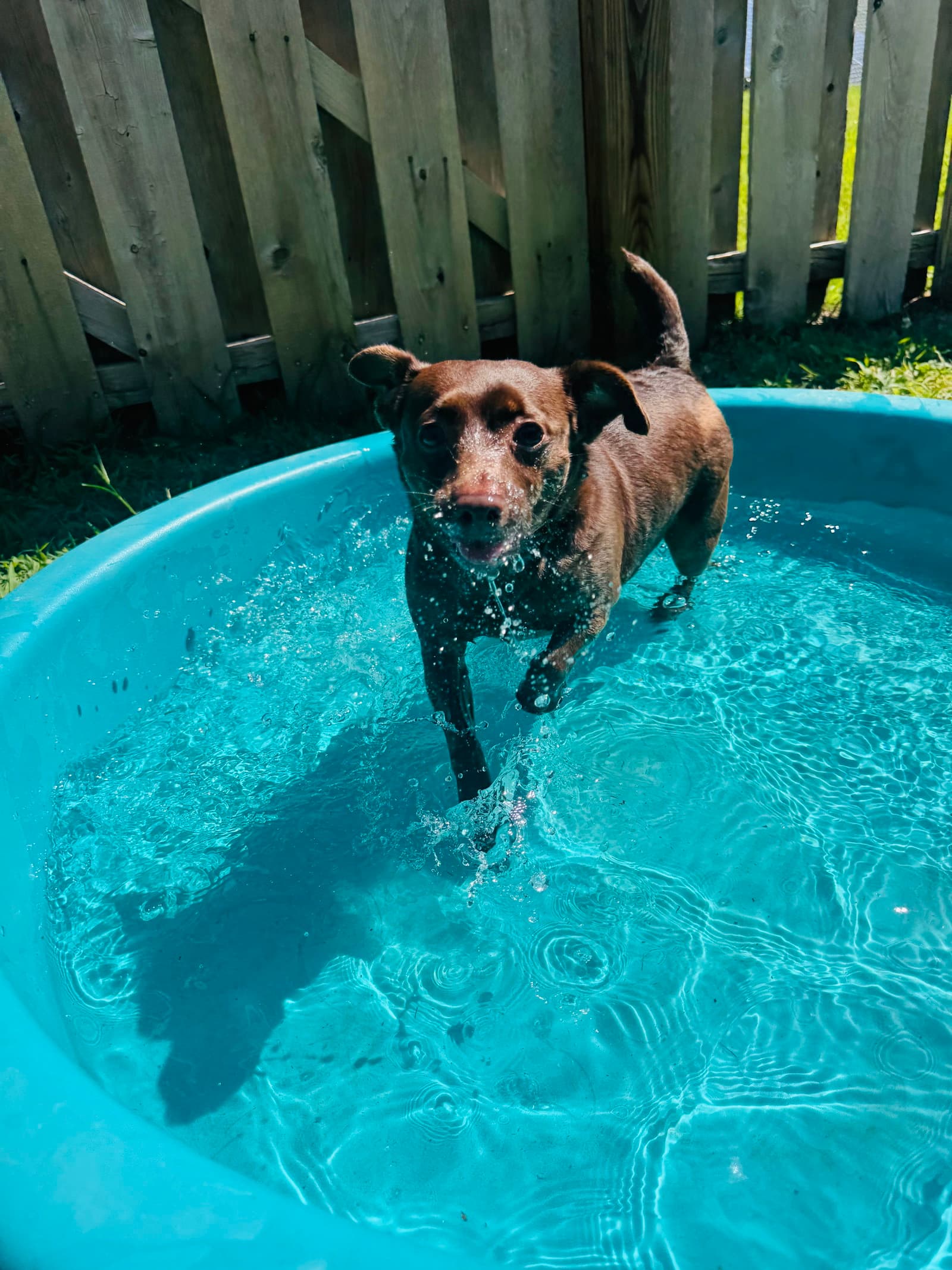 Sydney - Terrier