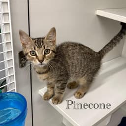 Pinecone image 1