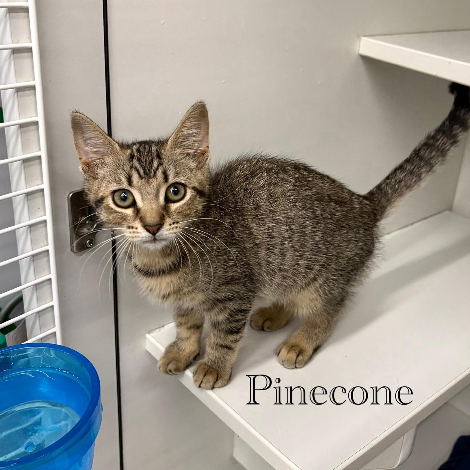 Pinecone - Domestic Short Hair
