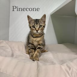 Pinecone image 3