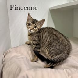 Pinecone image 4