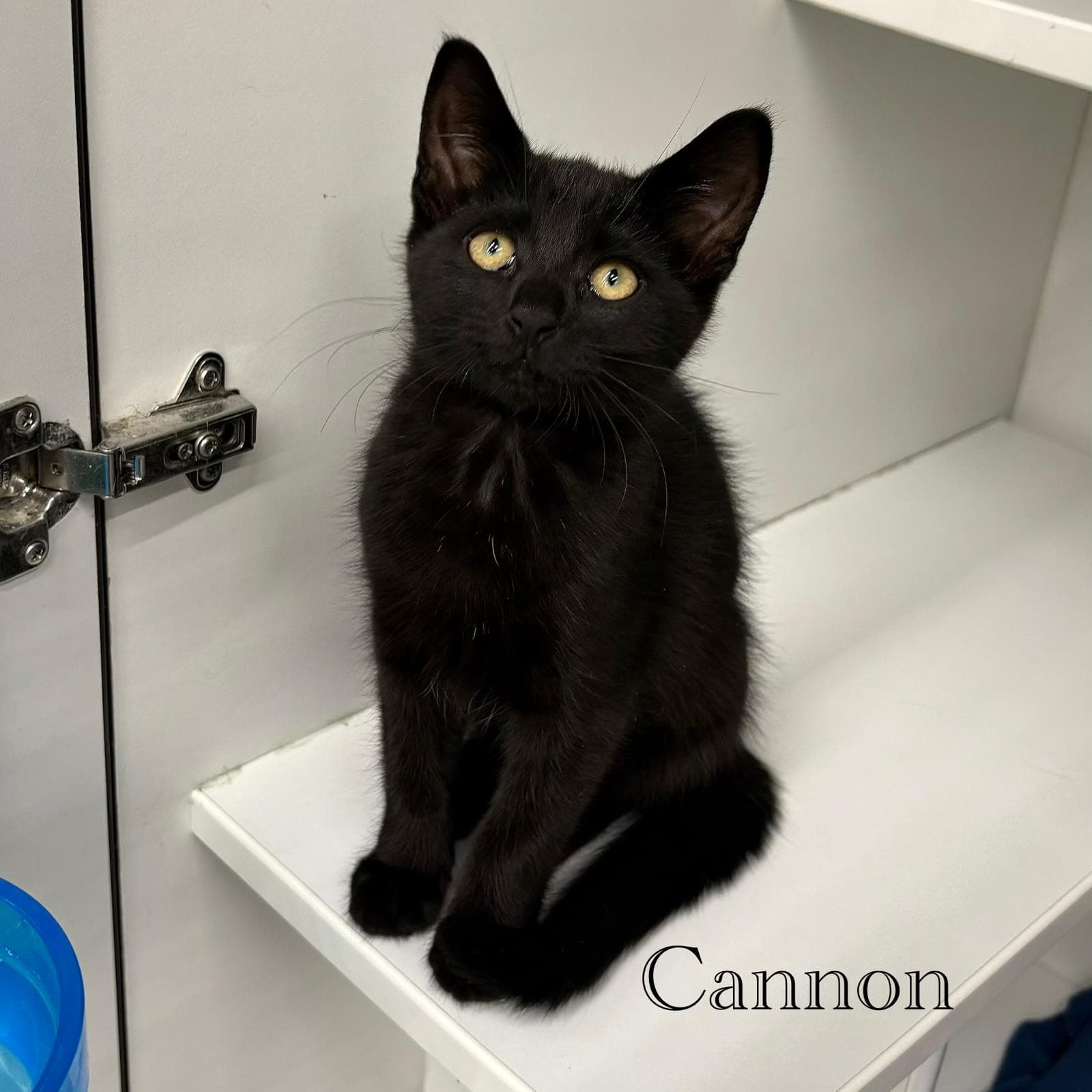 Cannon - Domestic Short Hair