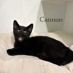 Cannon image 2