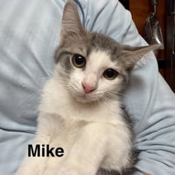 Mike image 1
