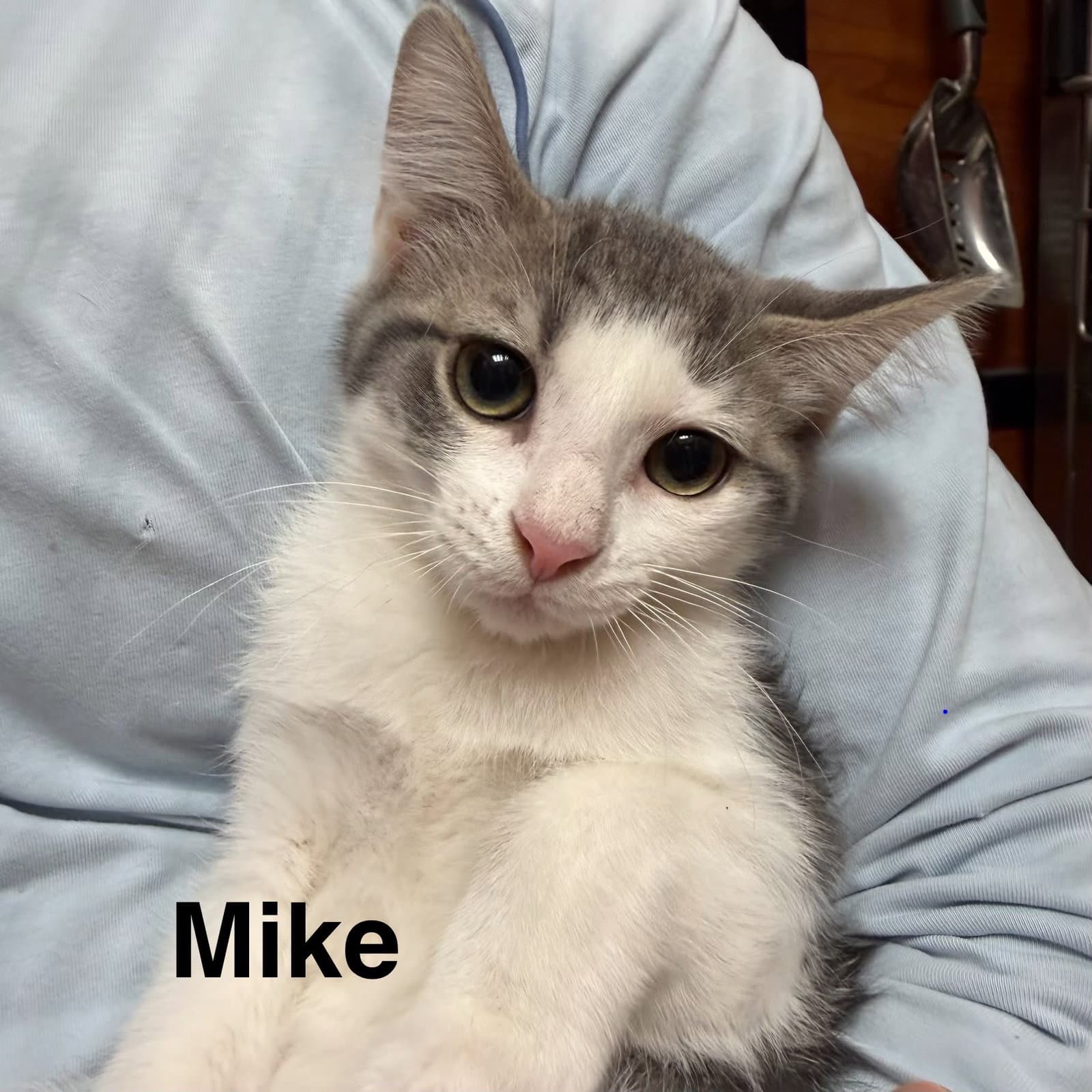 Mike - Domestic Short Hair