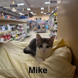 Mike image 2