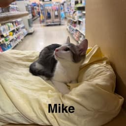 Mike image 3