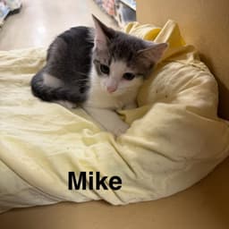 Mike image 4