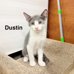 Dustin image 1