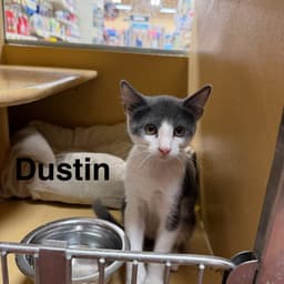 Dustin image 2