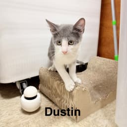 Dustin image 3