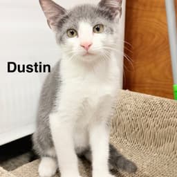 Dustin image 4