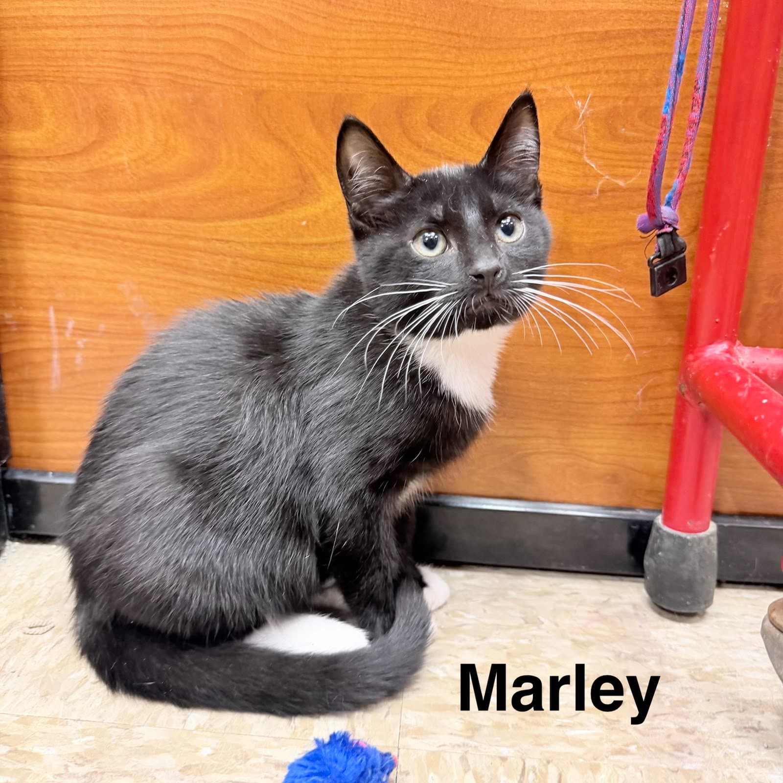 Marley - Domestic Short Hair