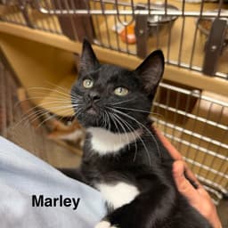 Marley image 2