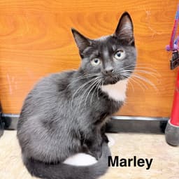 Marley image 3