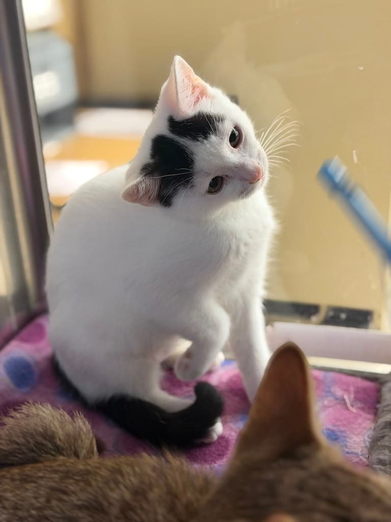 Pebbles - Domestic Short Hair